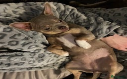 Chihuahua dogs for sale: Rehoming 8 month old chihuahua puppy - Image 6