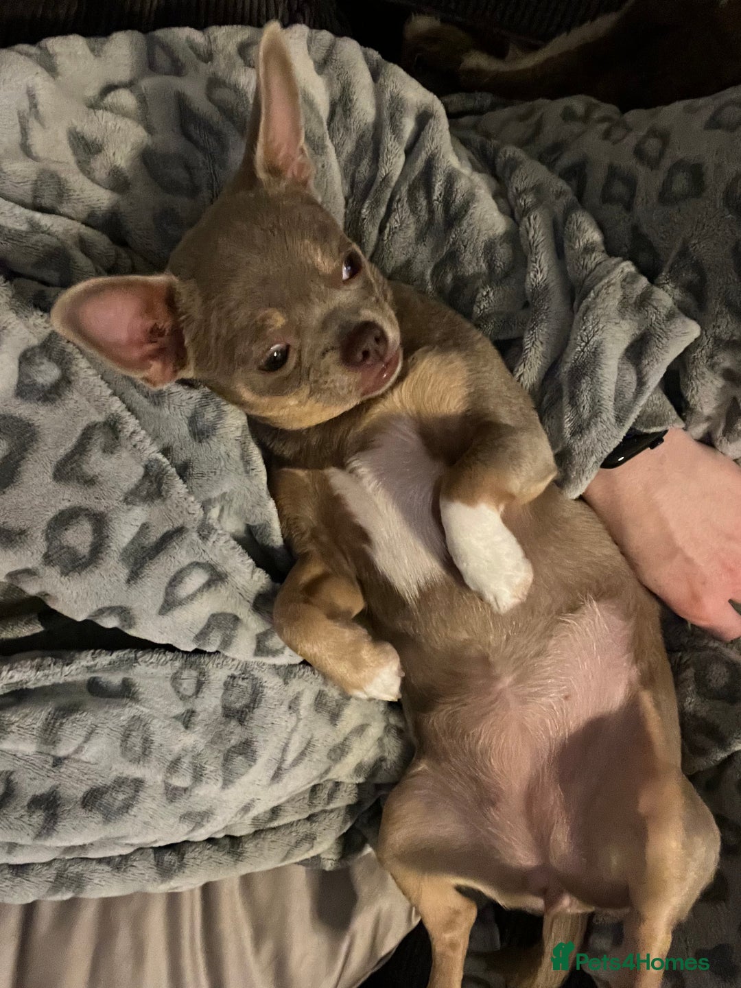 Chihuahua dogs for sale: Rehoming 8 month old chihuahua puppy - Image 6