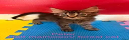 Maine Coon cats for sale: Beautiful male maincoon/forest cat kittens  - Advert 5
