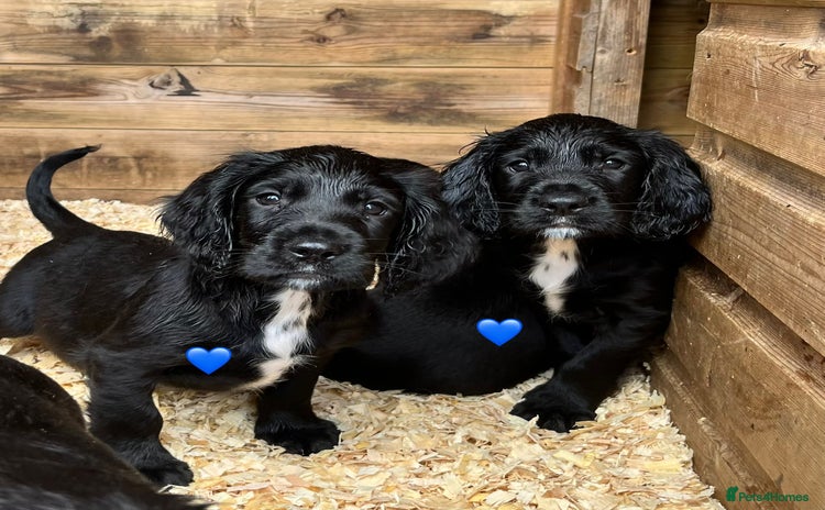 Sprocker dogs - Advert 3