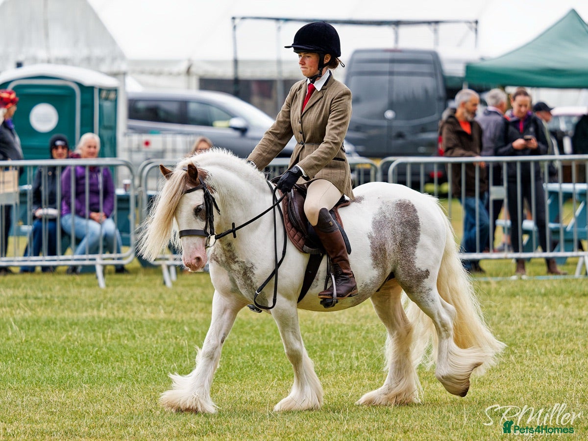 Irish Cob horses Rising 5 traditional 13hh gelding PC/allrounder - Advert 5