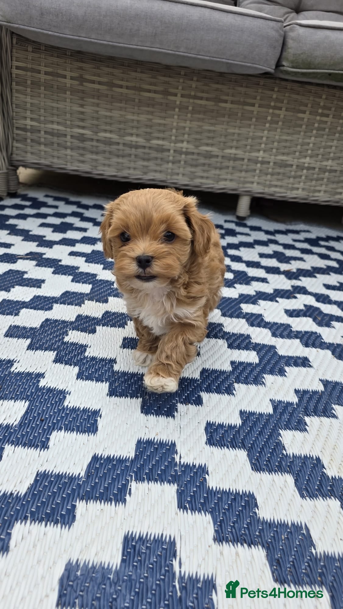 Maltipoo dogs  Adorable Tiny Toy Maltipoo puppies 🐶 - Advert 4