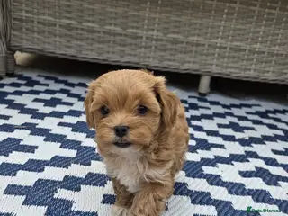 Maltipoo dogs Adorable Tiny Toy Maltipoo puppies 🐶 - Advert 4
