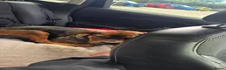 Mixed Breed dogs for sale: Looking for a temp foster. in Blackpool - Advert 5