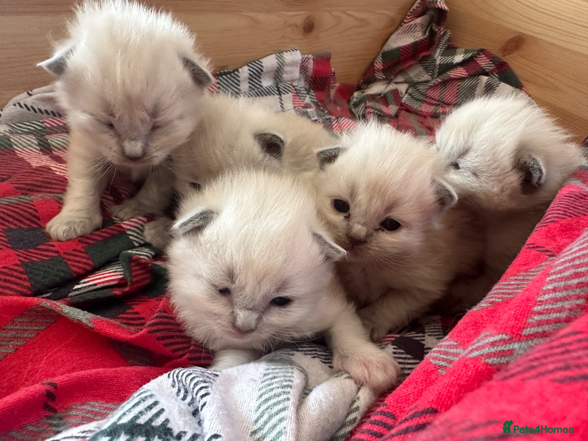 Ragdoll cats Pure blue point ragdoll kittens  - Advert 16