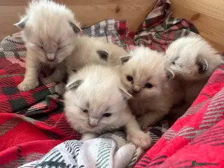 Ragdoll cats Pure blue point ragdoll kittens - Advert 16