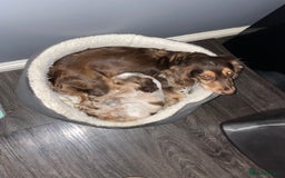 Cocker Spaniel dogs for sale: Show cocker spainel  - Image 3