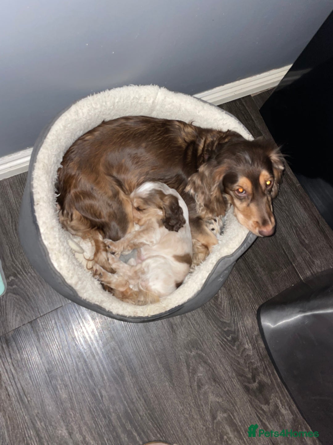 Cocker Spaniel dogs for sale: Show cocker spainel  - Image 3