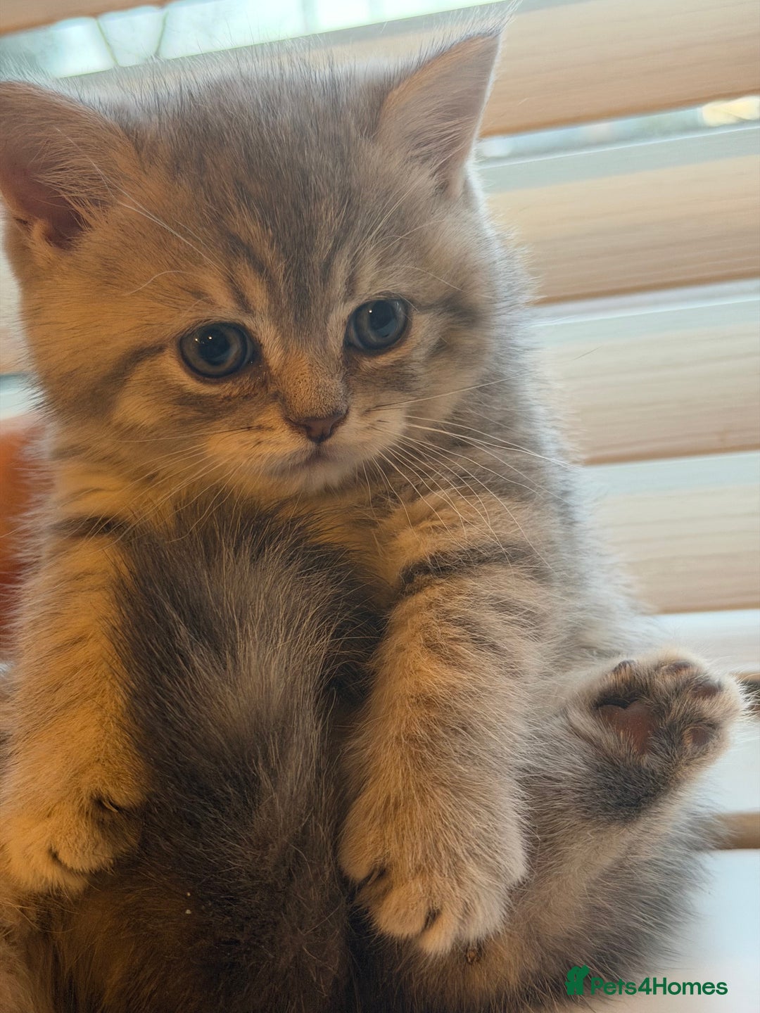 British Shorthair cats for sale: Adorable BSH/BLH kittens  - Advert 5