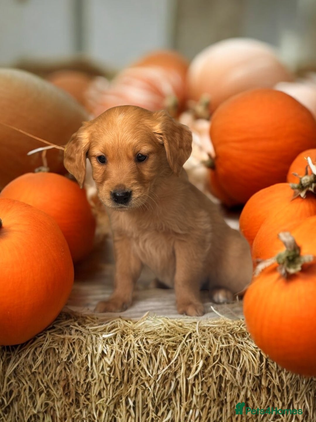 Golden Retriever dogs for sale: Last Stunning Male Pup Health Tested Parents  - Image 21