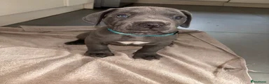 Cane Corso 8