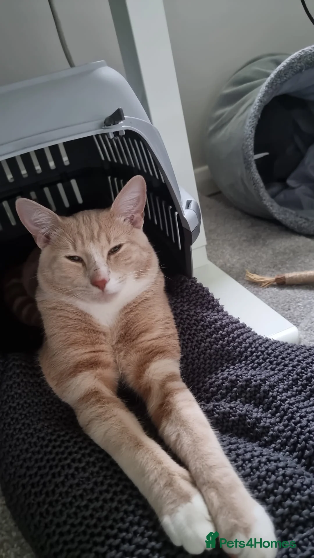 Mixed Breed cats for sale: Milo' - Advert 3