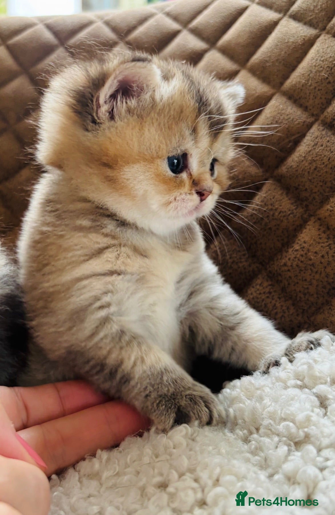 Scottish Fold cats Adorable Pedigree Scotish Fold Kittens  - Advert 1