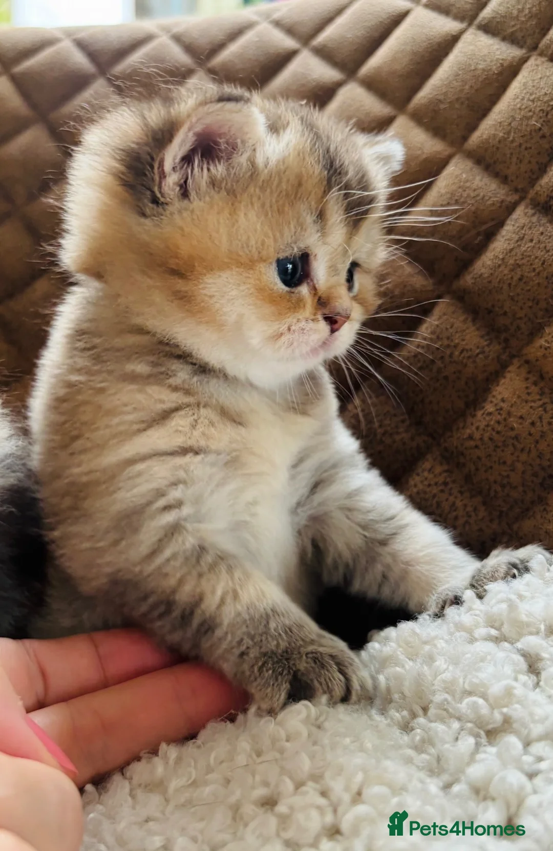 Scottish Fold cats for sale: Adorable Pedigree Scotish Fold Kittens  - Advert 1