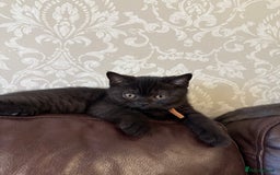 British Shorthair cats for sale: Only 2 girls left ready to go BBSH - Image 7