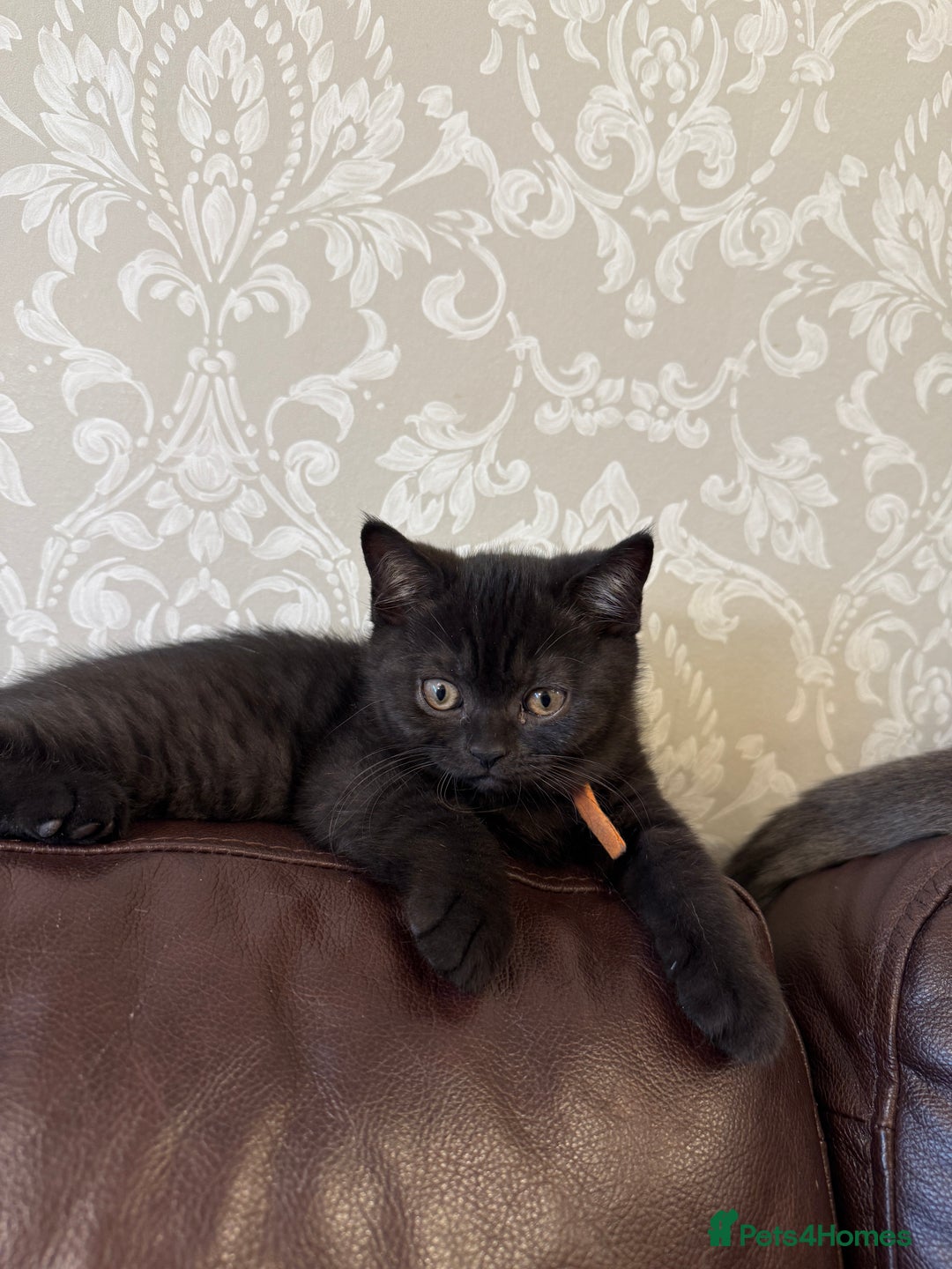 British Shorthair cats for sale: Only 2 girls left ready to go BBSH - Image 7