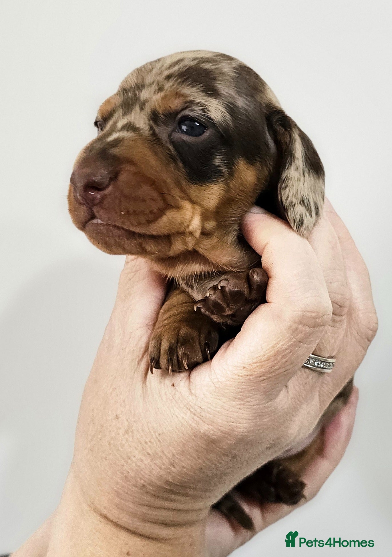 Dachshund dogs Stunning puppies, kc registered parents  - Advert 1