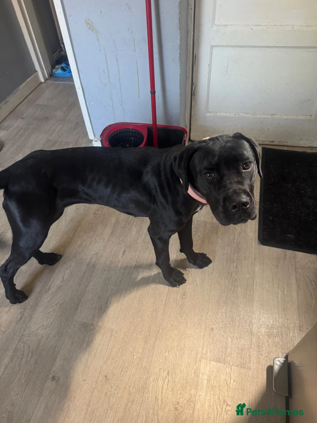 Cane Corso dogs for sale: 1 year old cane corse girl❤️ - Advert 2