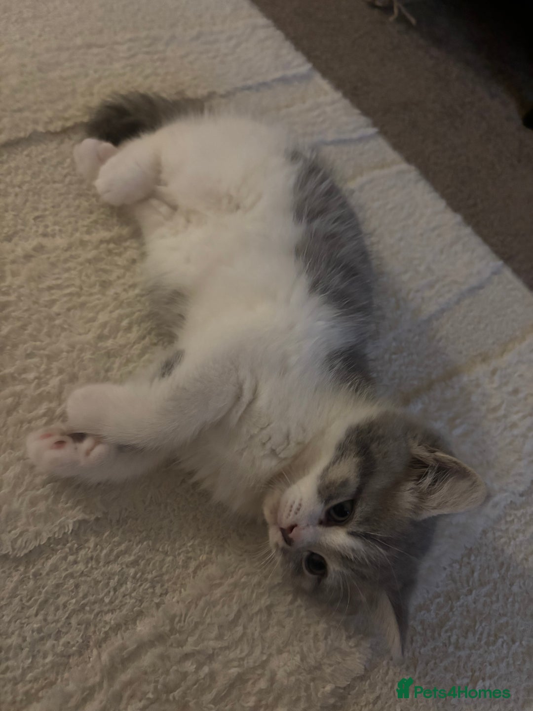 British Shorthair cats for sale: British short hair kitten - Image 5