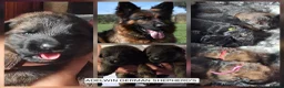 German Shepherd dogs for sale: KC, parents health Tested German shepherd Puppies  - Advert 1