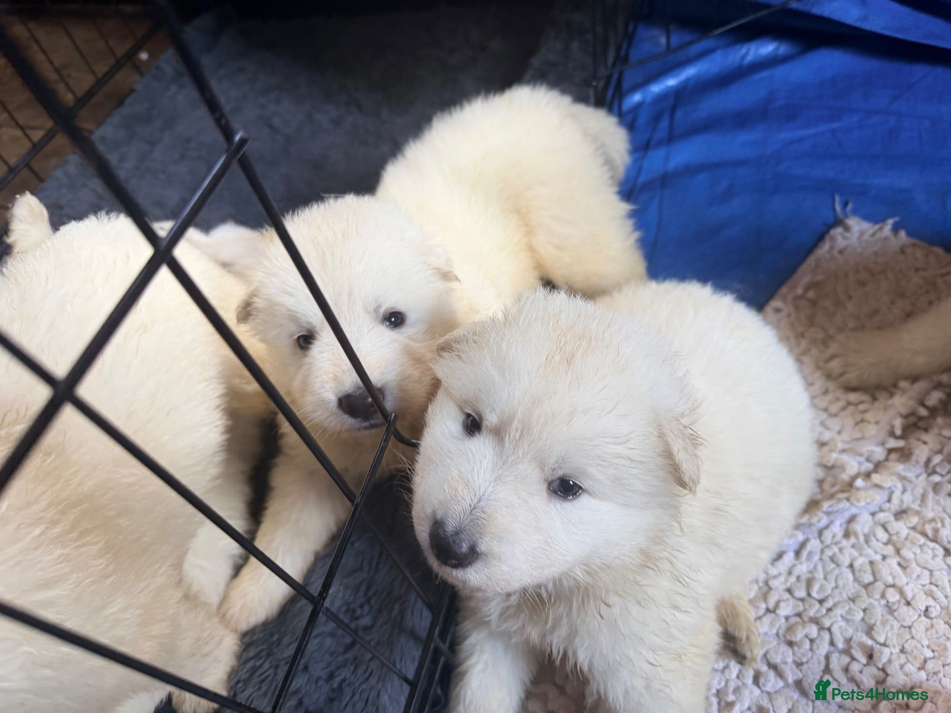 White Swiss Shepherd dogs White Swiss Shepherd Puppies 🐶 3 BOYS / 3 GIRLS - Advert 3