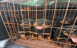 Rottweiler dogs for sale: Beautiful KC registered Rottweiler puppies  - Image 36