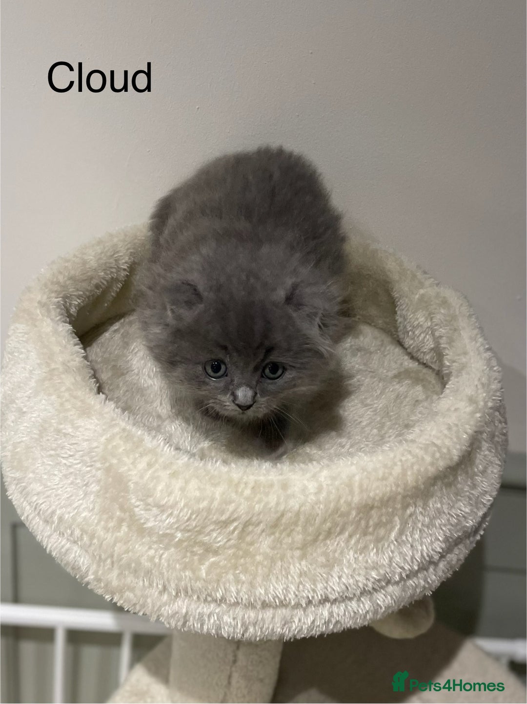 Ragdoll cats for sale: Exquisite, truly unique Ragdolls & Ragfold kittens - Advert 25