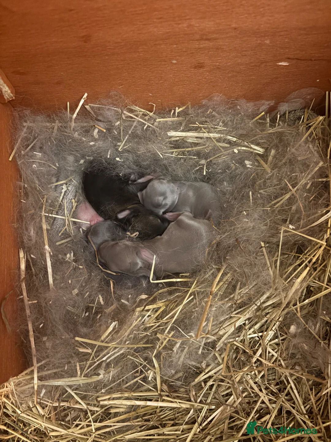Mixed Breed rabbits for sale: 6 baby bunnies in Sturminster Newton - Advert 2