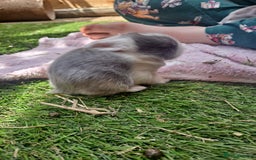 Mixed Breed rabbits for sale: Baby Rabbits for sale - Image 8