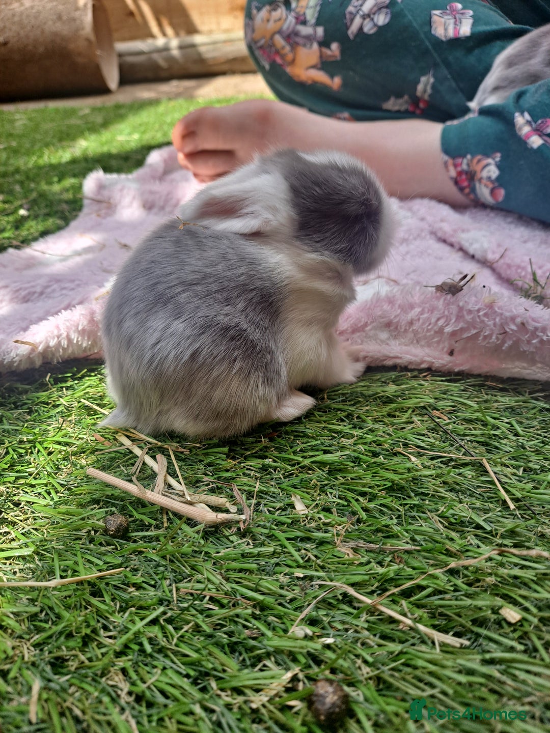 Mixed Breed rabbits for sale: Baby Rabbits for sale - Image 8
