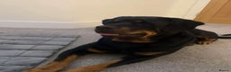 Rottweiler dogs for sale: Beautiful 4 year old Rottweiler  - Advert 2