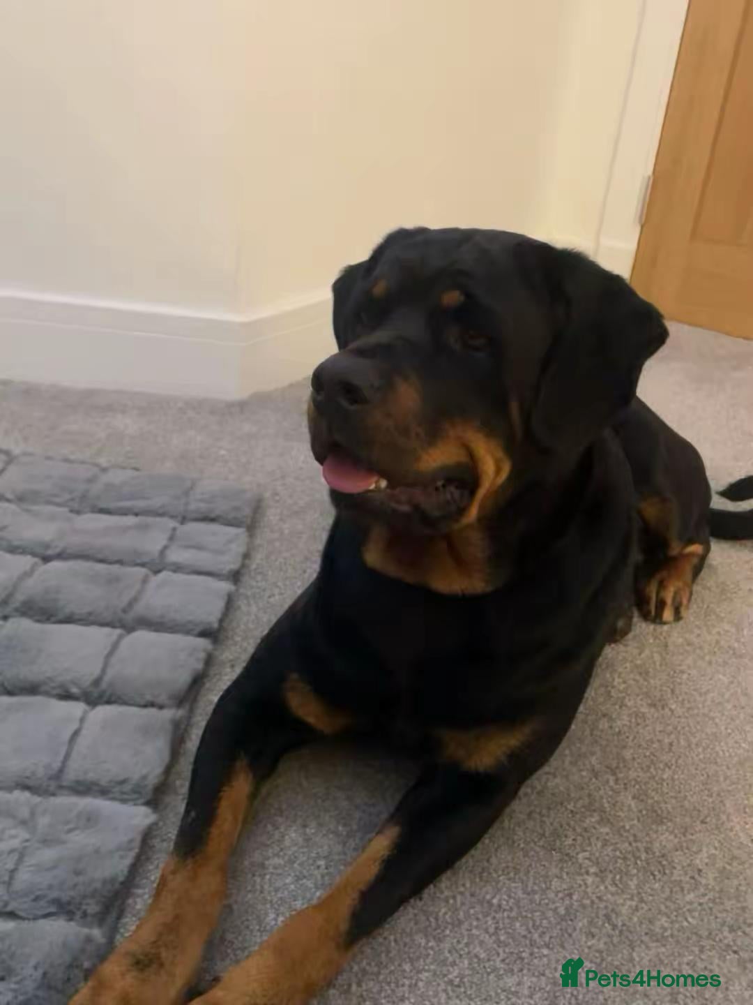 Rottweiler dogs for sale: Beautiful 4 year old Rottweiler  - Advert 2