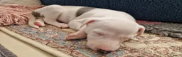Whippet dogs for sale: Heart and DNA tested Blue Parti Whippet Puppies. - Advert 28