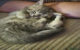 British Shorthair cats for sale: Beautiful British Shorthair girls – Ready Now! - Image 16