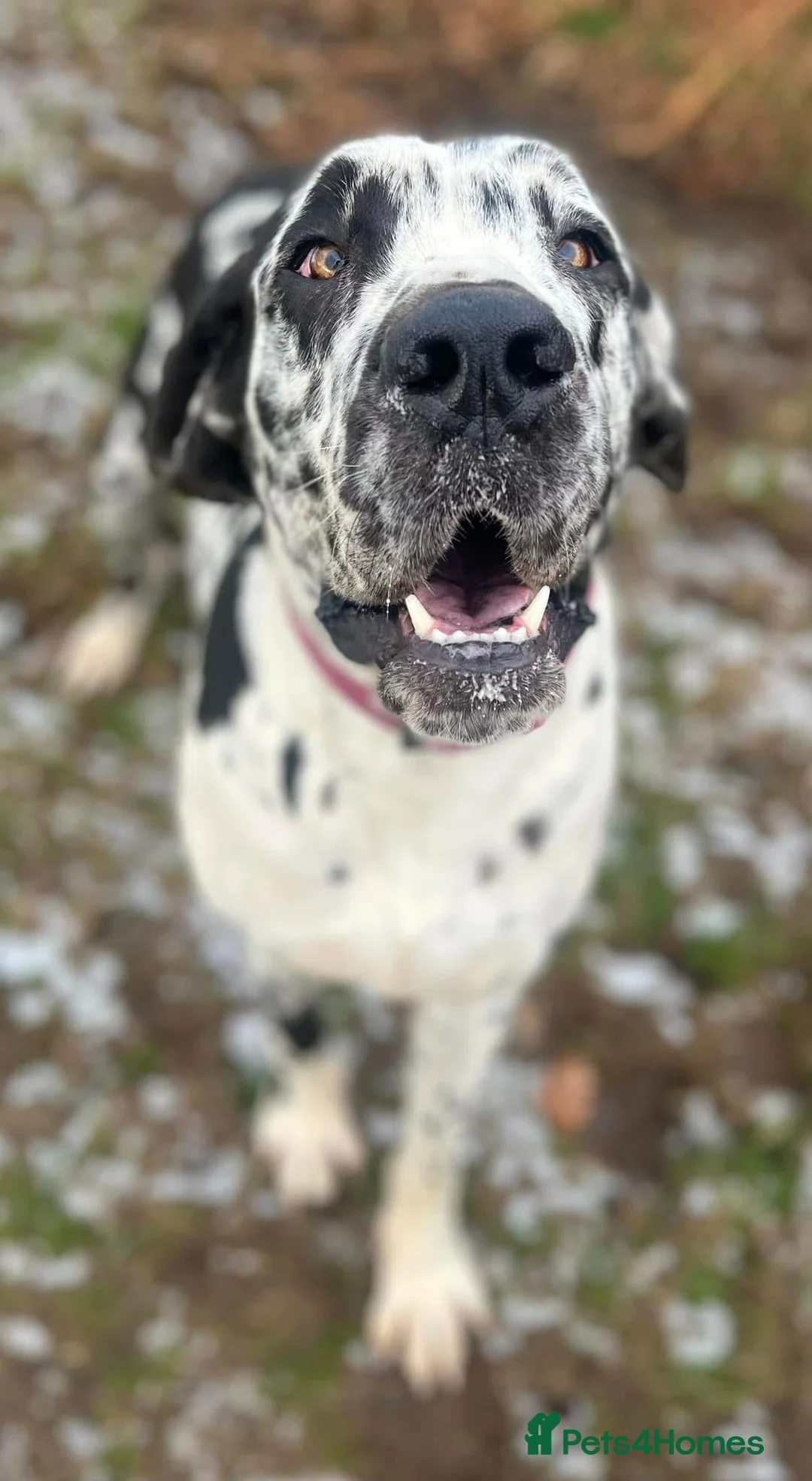 Mixed Breed dogs for sale: Great Dane/cane corso litter due febuary 14th - Advert 2