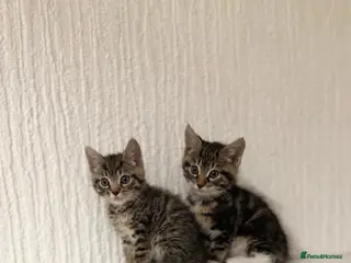 Mixed Breed cats Beautiful litter looking for forever homes ❤️ - Advert 5