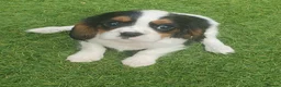 Cavalier King Charles Spaniel dogs for sale: King Charles Cavalier puppies in Billingshurst - Advert 7