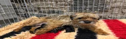 Border Terrier dogs for sale: Border terriers - Advert 11