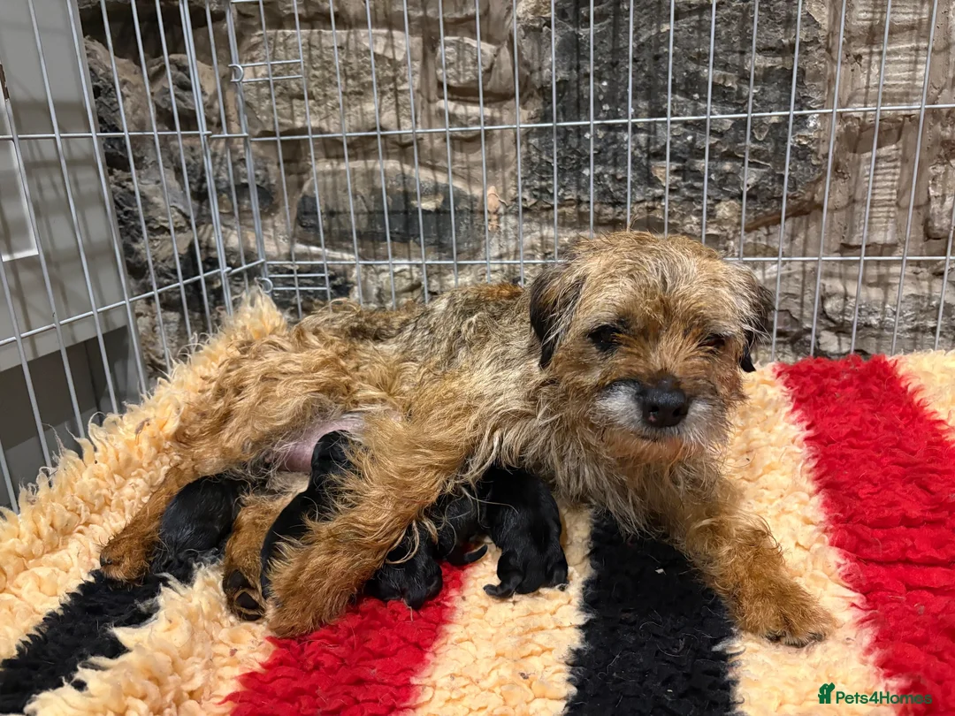 Border Terrier dogs for sale: Border terriers - Advert 11