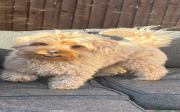 Yorkiepoo dogs for stud: Yorkiepoo STUD - Image 3
