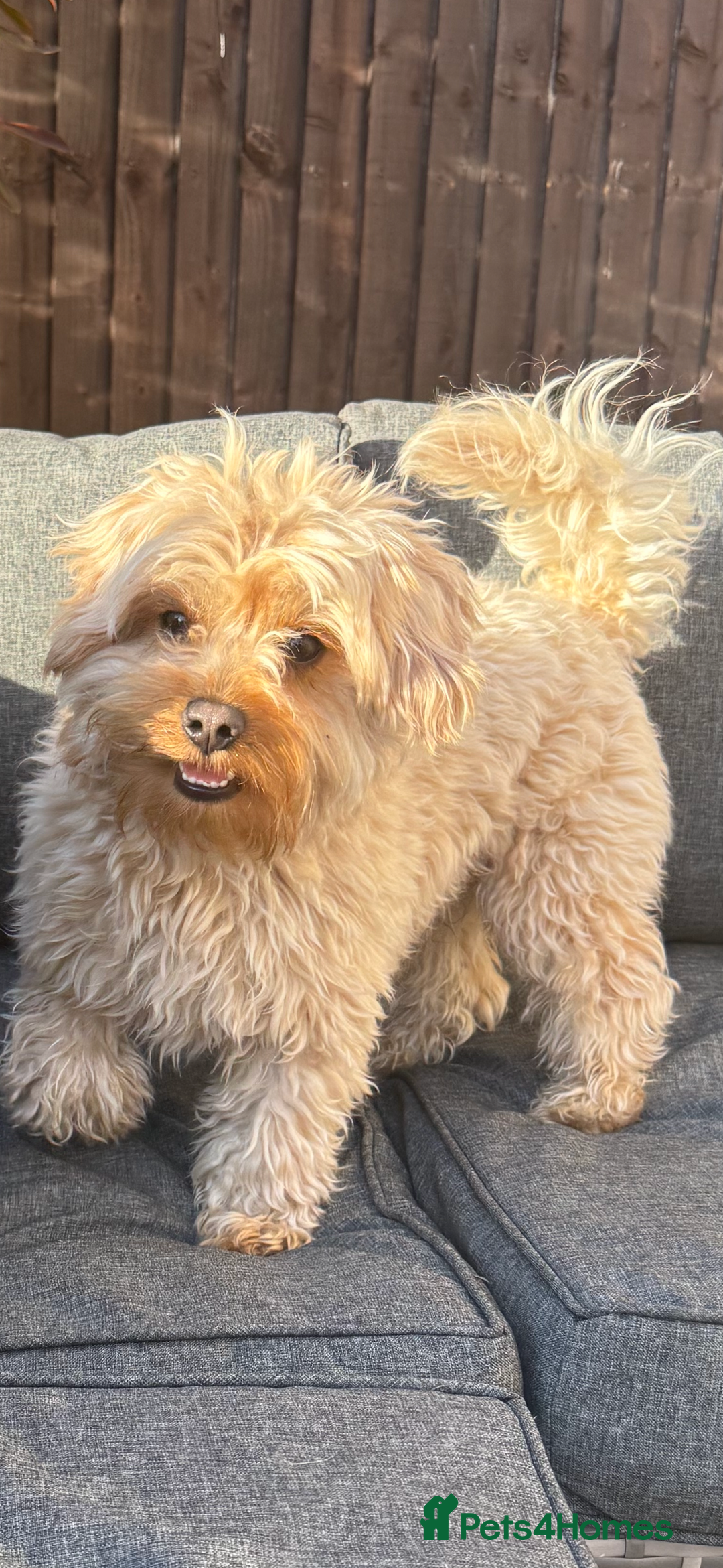 Yorkiepoo dogs for stud: Yorkiepoo STUD - Image 3