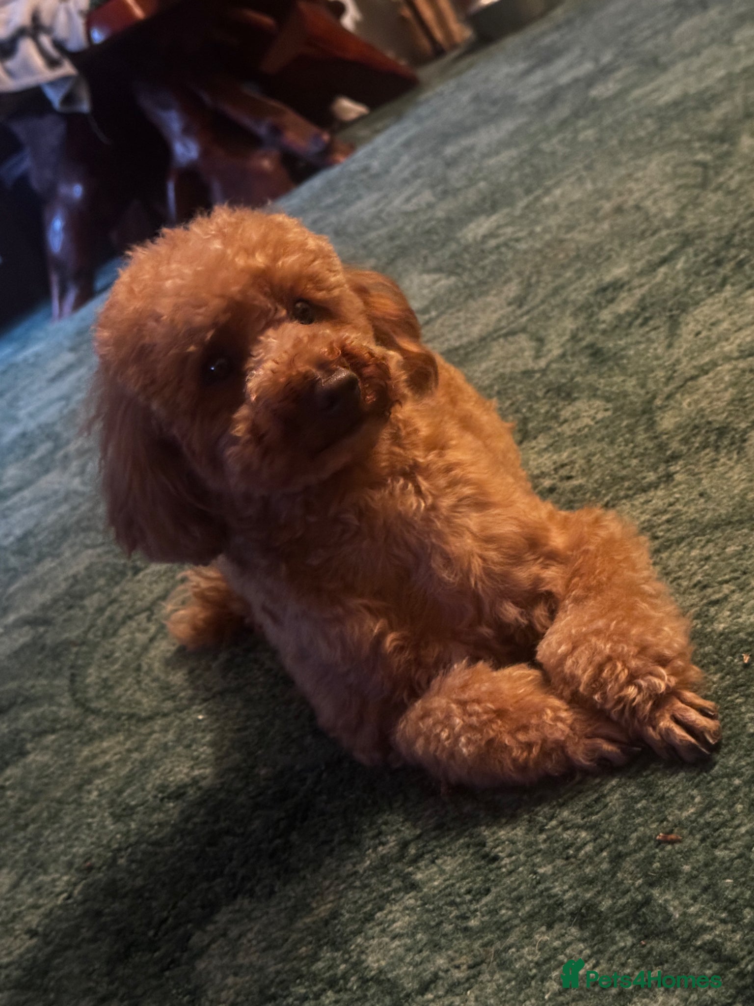 Cavapoo dogs FULLY Health Tested KC Toy Poodle STUD - Advert 3