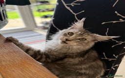 Maine Coon cats for sale: 🐾 Gorgeous Active Maine Coon Cat for Sale 🐾 - Image 1