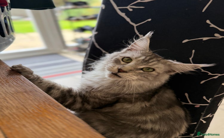 Maine Coon cats - Advert 11