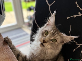 Maine Coon cats - Advert 14