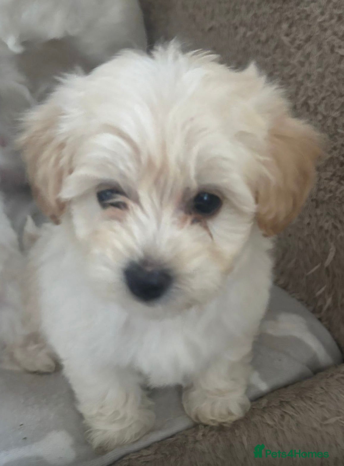 Maltipoo dogs Last female maltipoo - Advert 3