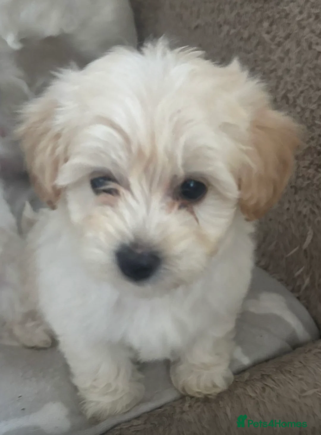 Maltipoo dogs for sale: Last female maltipoo - Advert 1