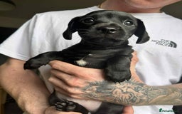Mixed Breed dogs for sale: Miniature dachshund cross - Image 2