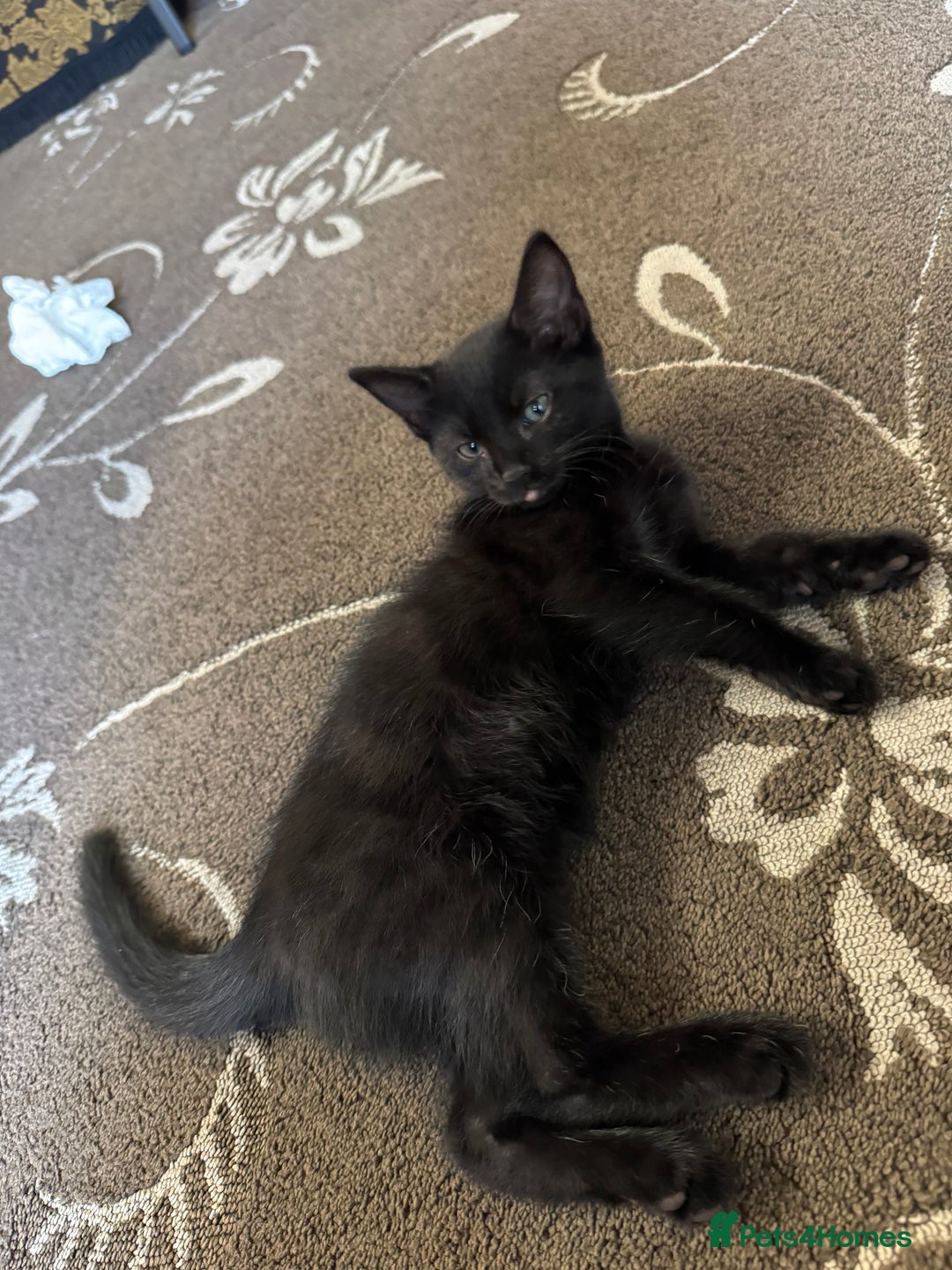 American Shorthair cats for sale: 2 BLACK FEMALE KITTENS FOR SALE - Image 12