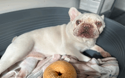 French Bulldog dogs for sale: White male French bulldog - Image 5